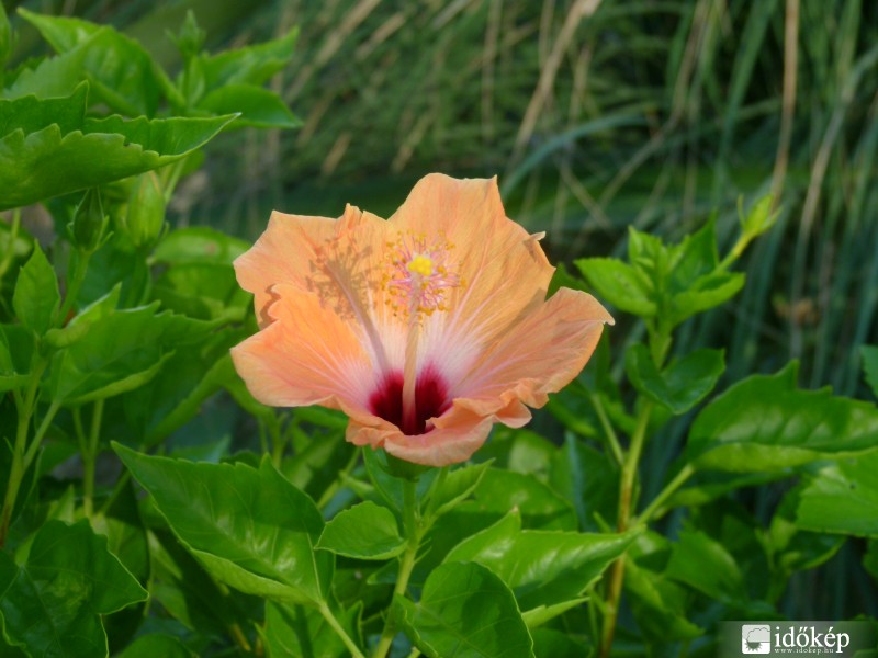 Trópusi virág- Tropical flower