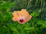 Trópusi virág- Tropical flower
