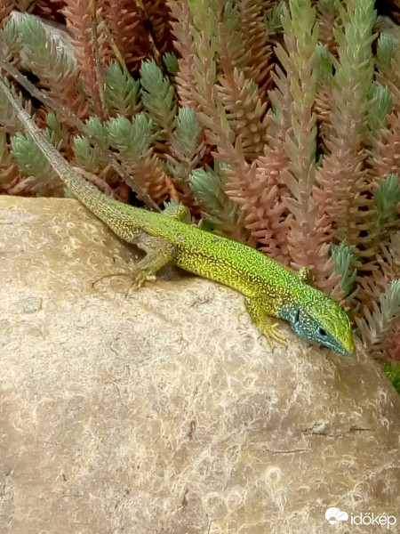 Örkény