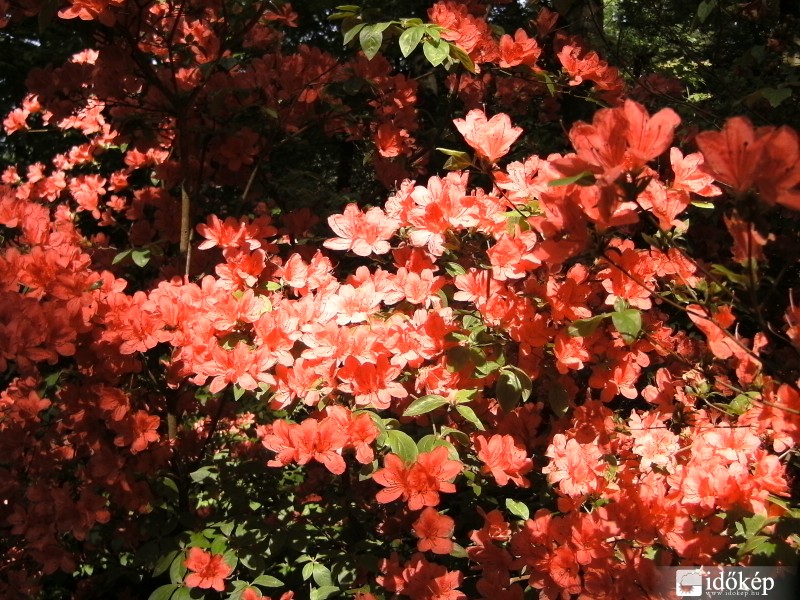 Rododendron