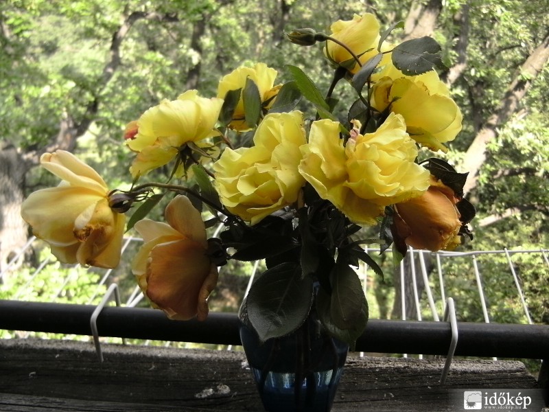 Viharvert rózsáimból egy csokor...