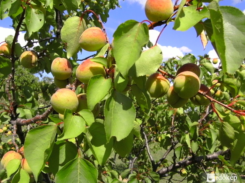 Lassan jön a lekvár szezon. :)