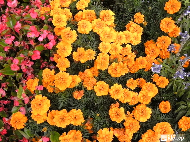 Simogató napsütésben...