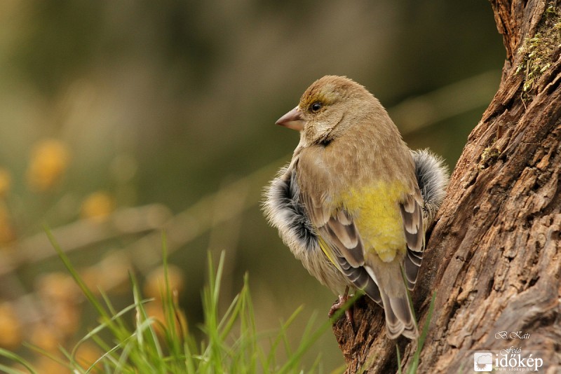 Viharos szél, borzolta a kis zöldikét...