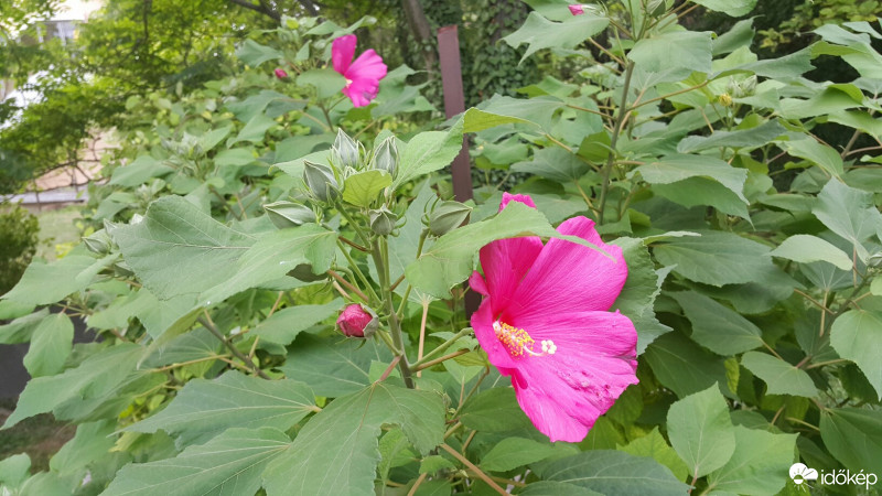 Budapest XXII.ker - Budatétény