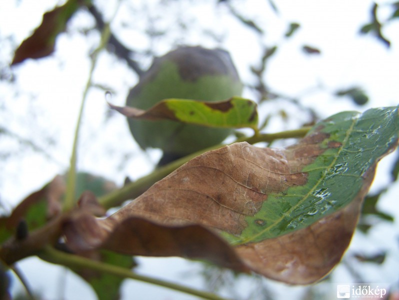 Már barnulnak a levelek