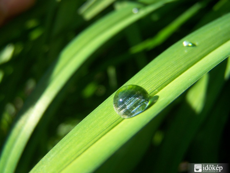 Az utolsó túlélő