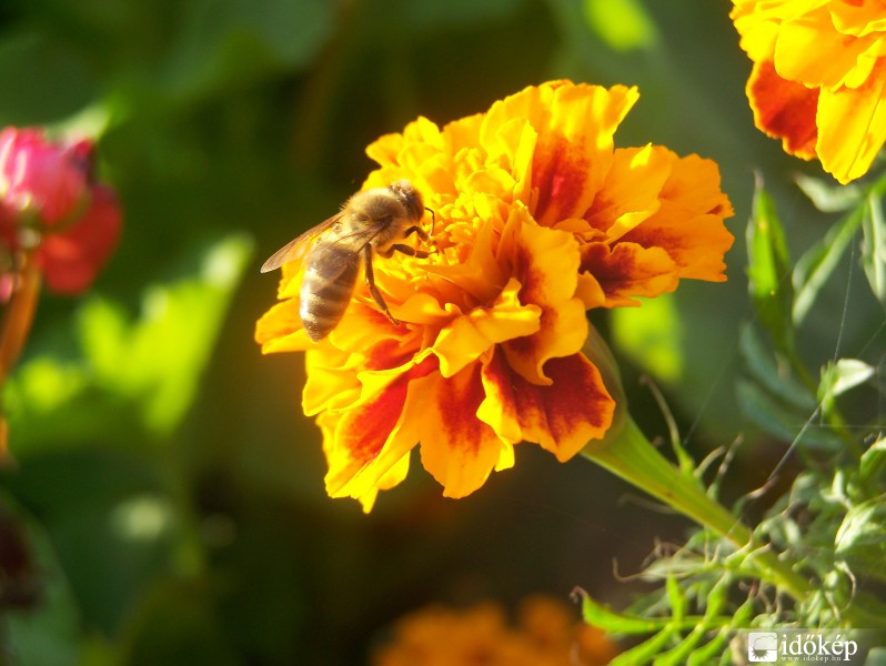 Sürgős begyűjtés