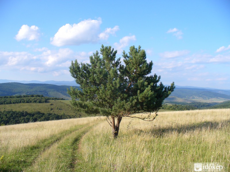 A magányos törpefenyő