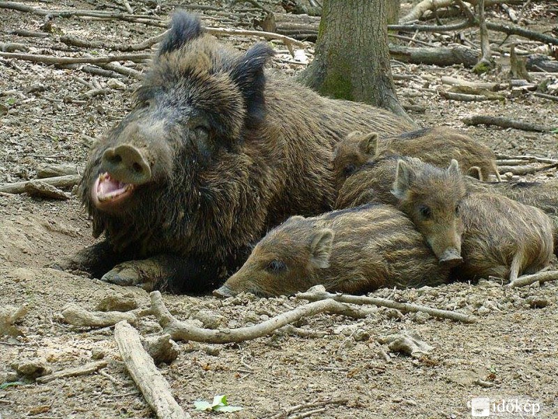 vaddisznó család
