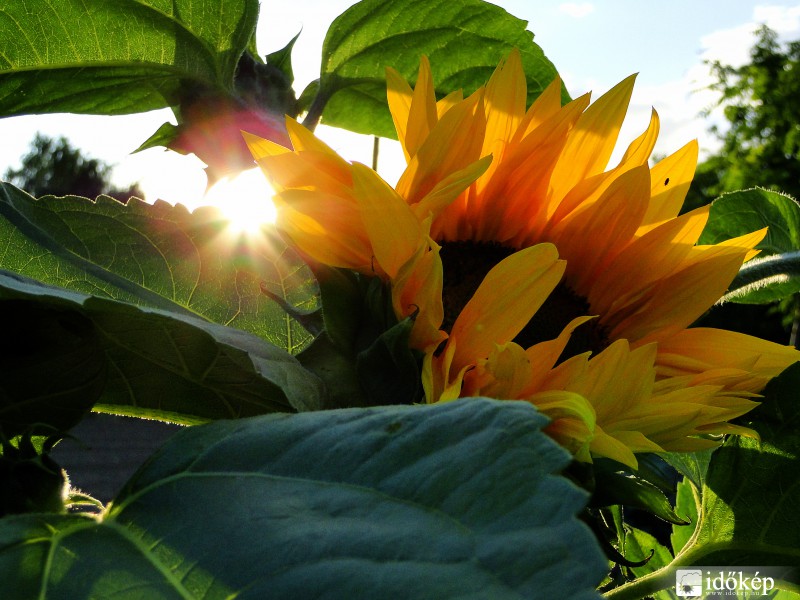Az első napraforgóvirág :)