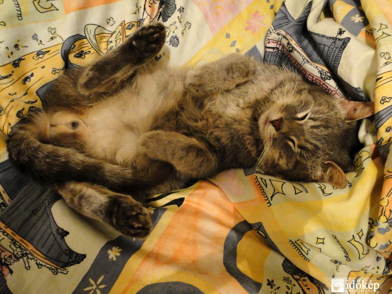 Amikor jó a macskának...