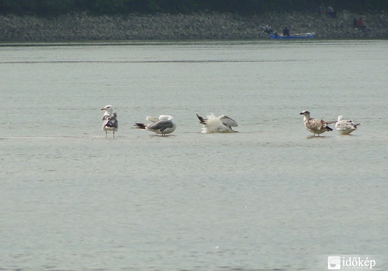 A madarak a Duna közepén a bokáiég érő vízben frissülnek!:)