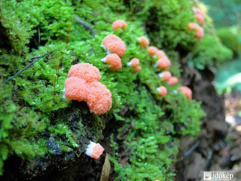 "Erdő közepében járok..."