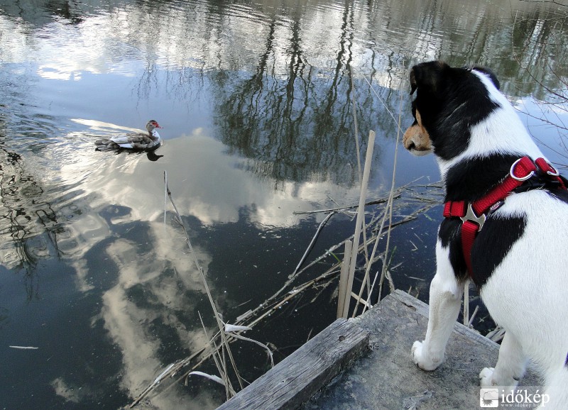 A társam is észlel!