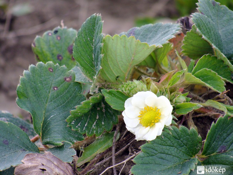 Hihetetlen! November 6-án virágzik az eper! :)