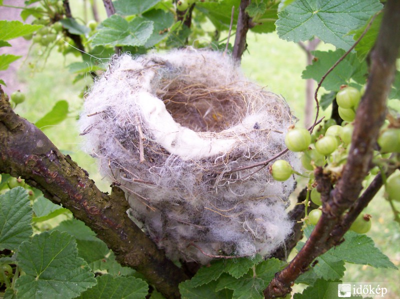 Kiskutyám szőréből+ágacskákból épitett madárfészek