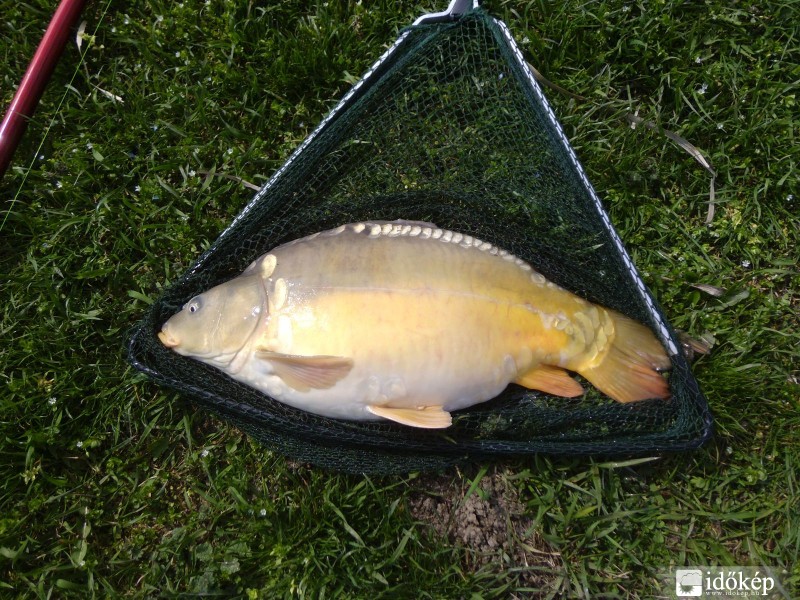 Az év első hala (5,5kg)