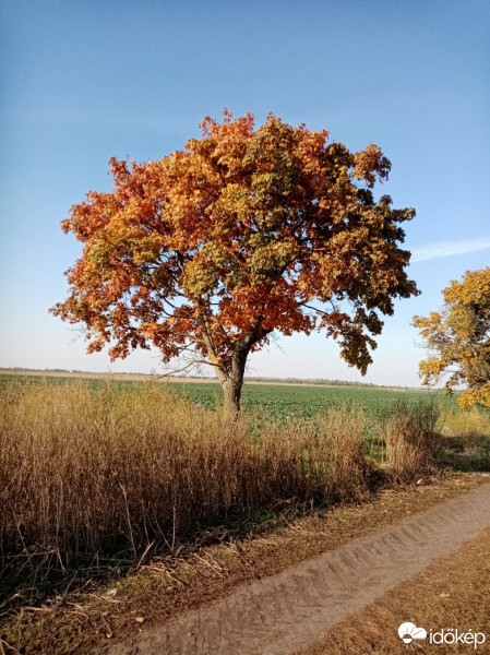 Tószeg