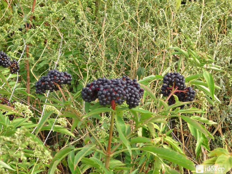 Gyalogbodza ( Sambucus ebulus )