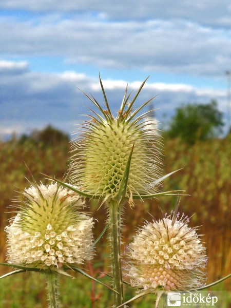 Héjakút mácsonya ( Dipsacus laciniatus ) 1