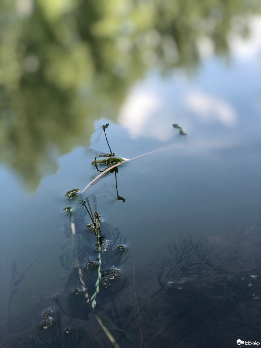 Észlelési fényképek