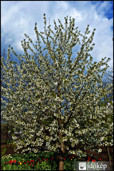 Cseresznyefa virágzik