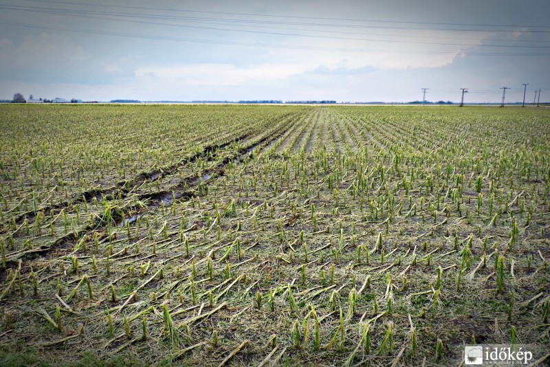 Itt valaha kukorica volt Mezőhegyes határában