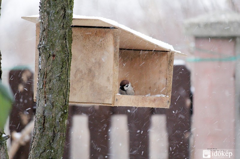 Ilyen hidegben még a verebek is fáznak