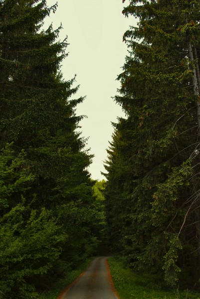 Erdei út (Magas-bérc alatt)