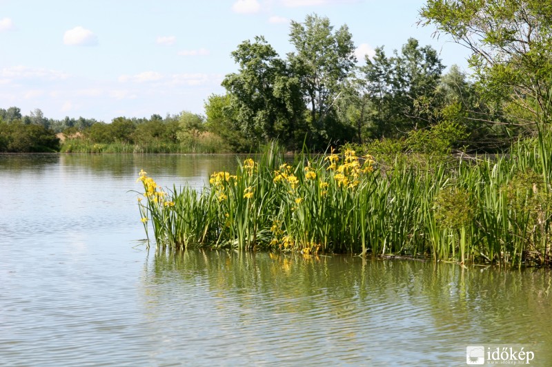 Kis-Tisza nőszirommal