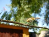 Nálunk egyenlőre még süt a nap,de ki tudja mi várható a folytatásban.(A szitakötő is élvezi a napsütést)