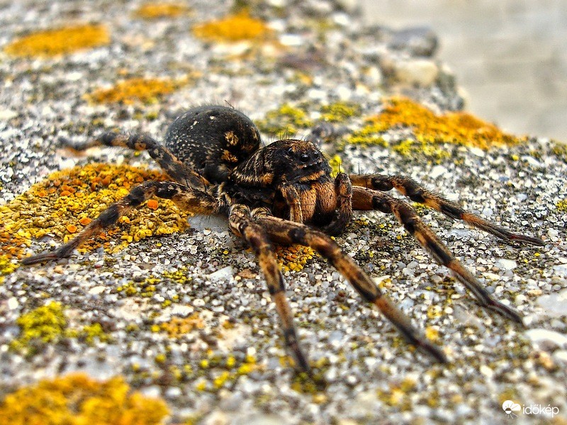 Pokoli cselőpók (Geolycosa vultuosa)