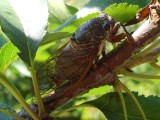 Énekes kabóca(Ciccuda plebeja)