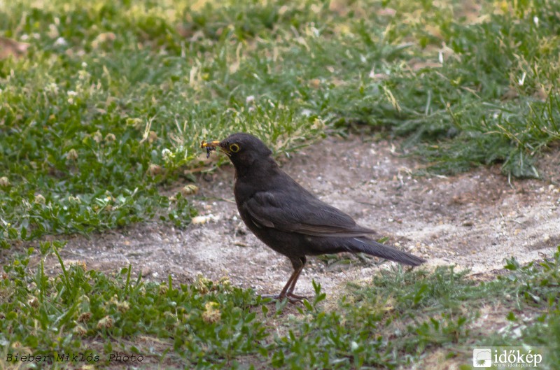 Rigó