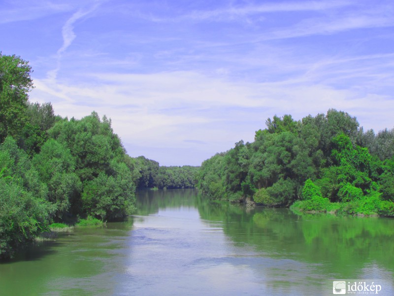 Dunai fák, még zölden.