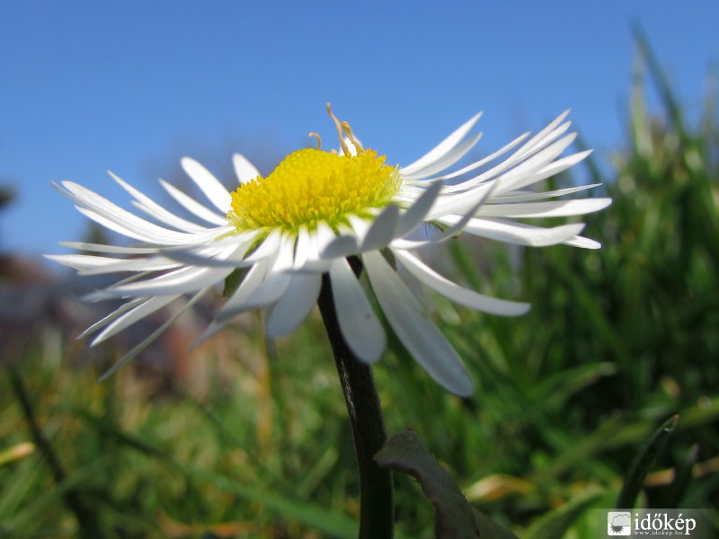 Százszorszép is napozik