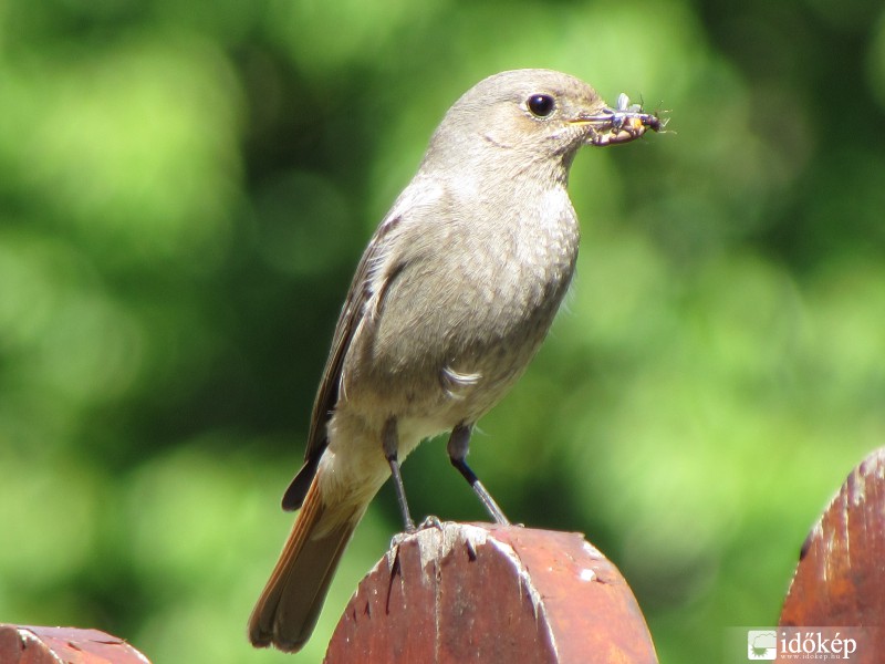 Csomag a gyerekeknek