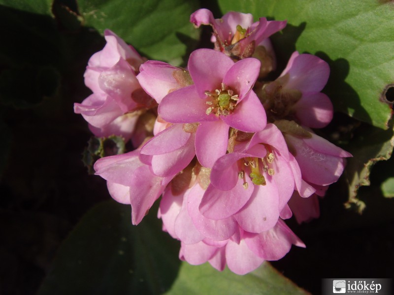 Bőrlevél virága is kinyílt