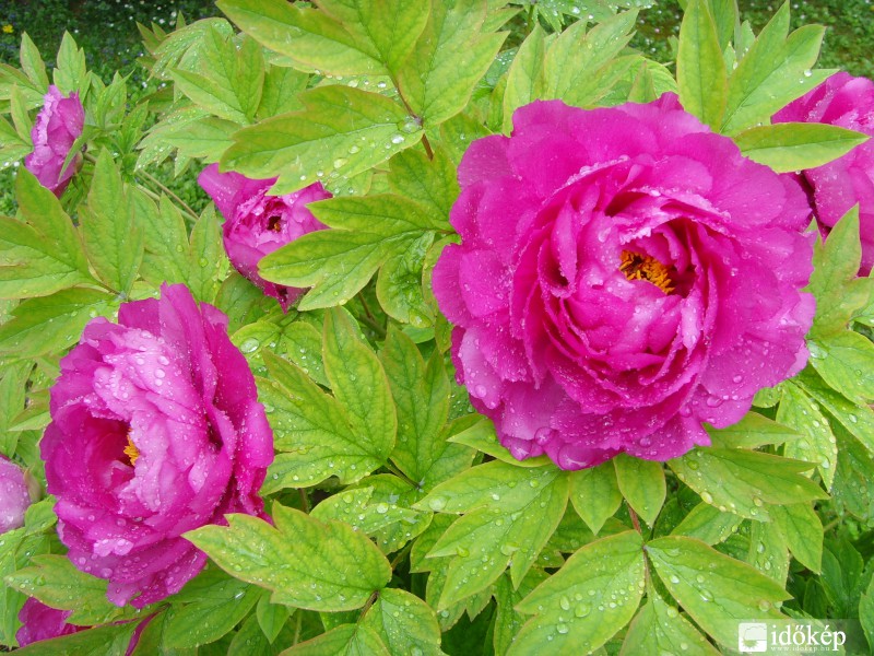 Fás pünkösdi rózsa