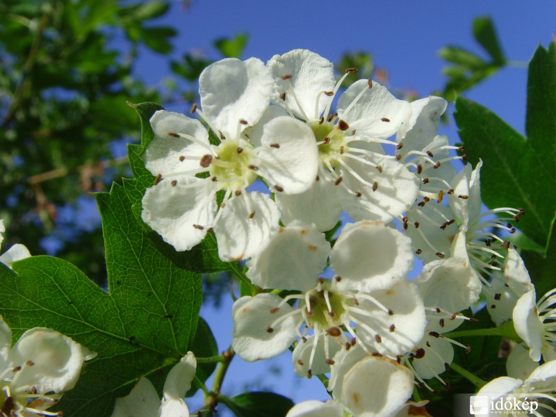 Virágzik a galagonya