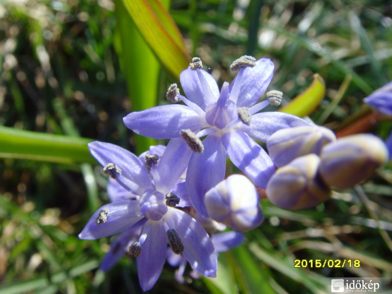 Tavaszi csillagvirág