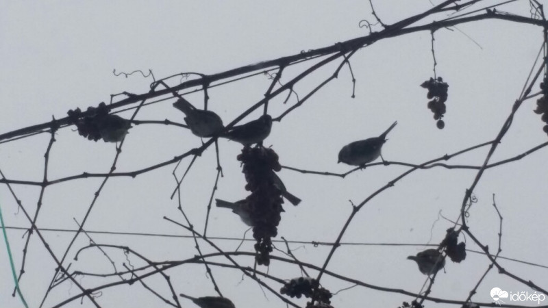 Észlelési fényképek