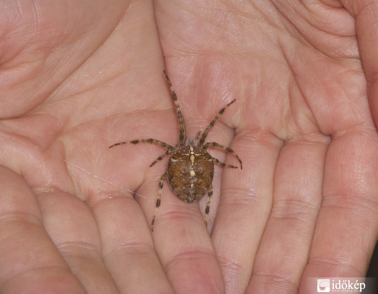 Koronás keresztespók (Araneus diadematus)