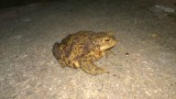 Kora esti vendégünk - Barna varangy (Bufo bufo)