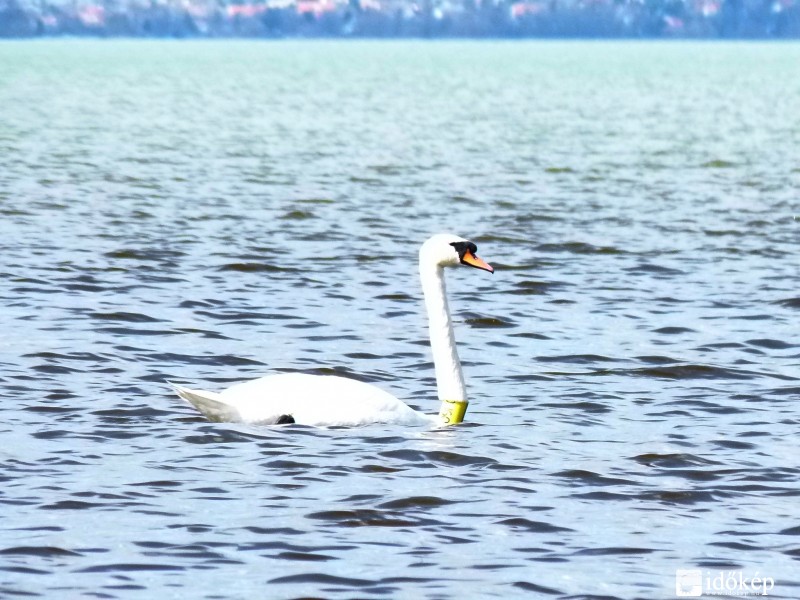 A Tó büszkesége :)