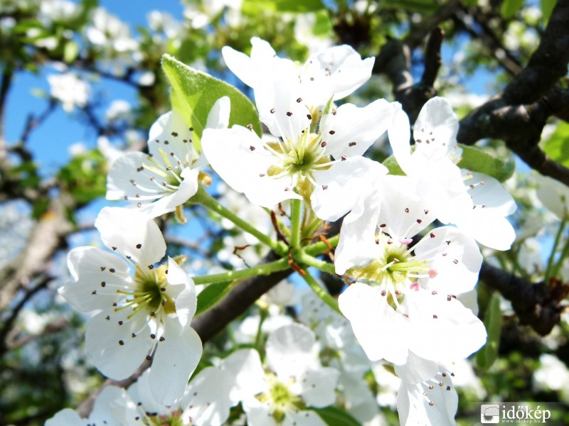 Körtevirág csokor :)