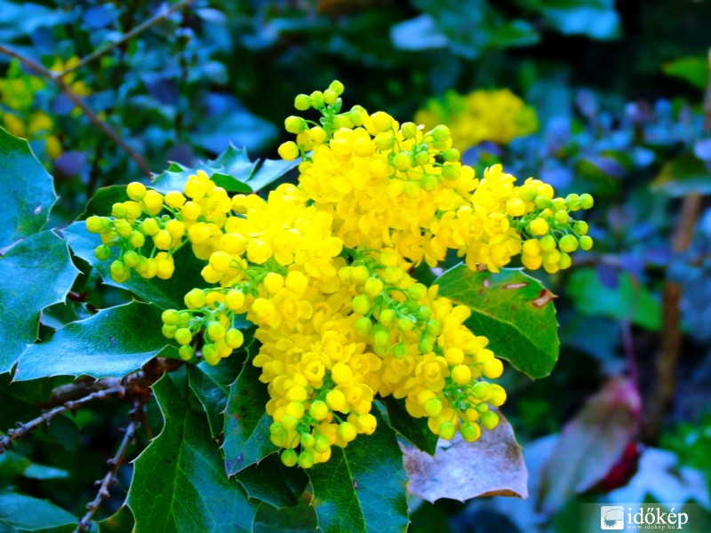 Szúrós szépség :)