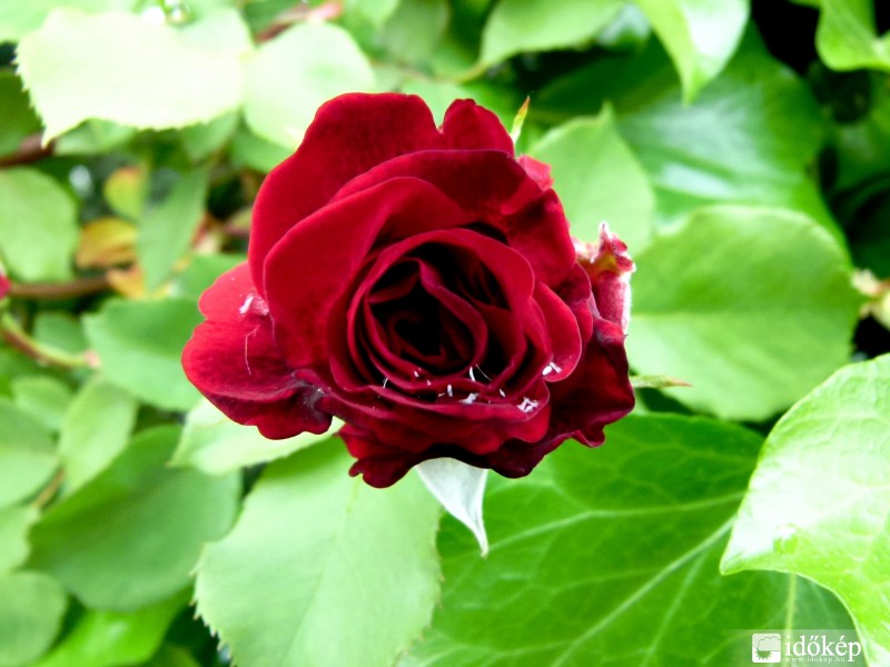 Már nyílnak az elsők.. :)