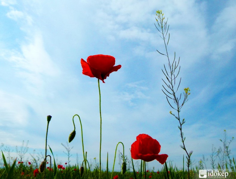 A tavaszi mező színfoltjai